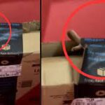 Woman Finds Cobra In Amazon Package, Video Goes Viral
